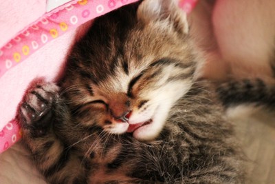 キジトラ 子猫 眠っている ピンクのフリースの横