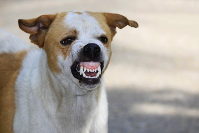 牙をむく犬