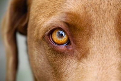 茶色い犬の目