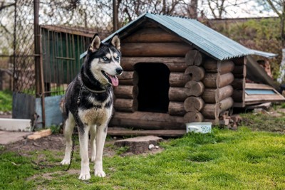 外で暮らすハスキー、木製の犬小屋