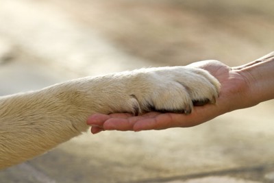 つないでいる犬と人間の手