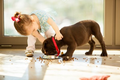 床にフードをこぼす子犬と少女