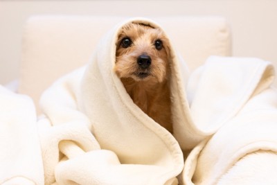 毛布にくるまって寒がる犬
