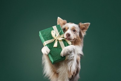 プレゼントBOXを持つ犬