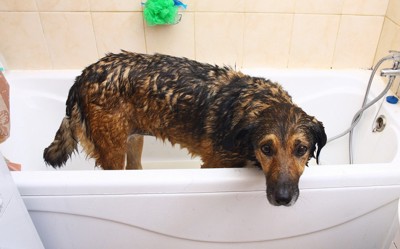 お風呂場の犬