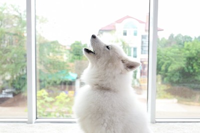 窓のそばで遠吠えする白い犬の横顔