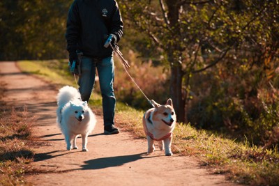 細い道をお散歩する犬二頭