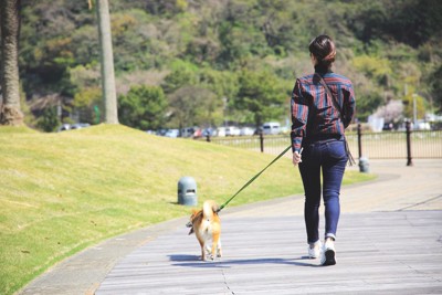 散歩する女性と柴犬の後ろ姿