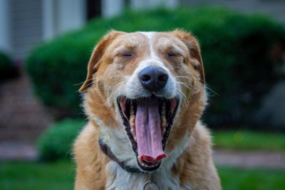 あくびしている犬