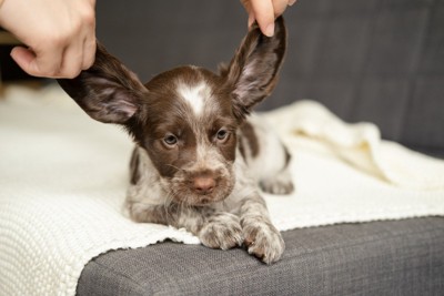 耳を触られる犬