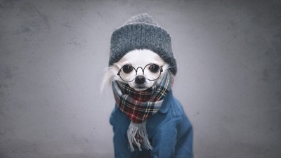 冬服の犬