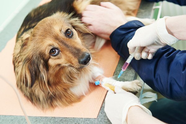 犬の血液検査