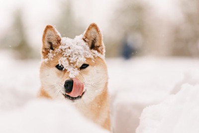 雪の中、舌を出す柴犬