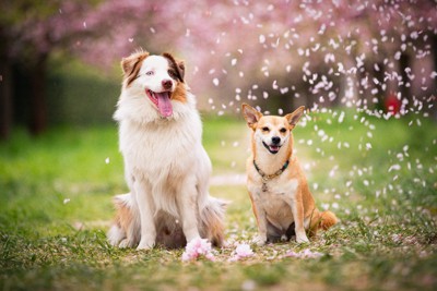 桜が舞う中座る2匹の犬
