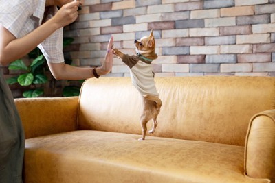 ソファの上でジャンプする犬