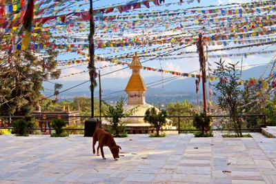 ネパール、カトマンズの犬