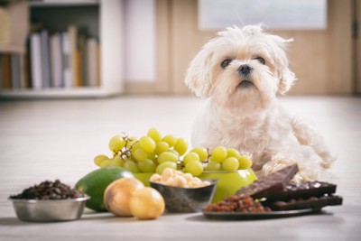 毒のある食べ物と犬