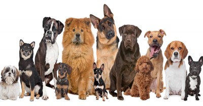 様々な犬種の犬たち