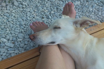 足を枕にして眠る犬