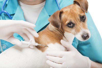 予防接種中の犬