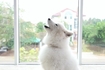 窓の近くで吠える白い犬