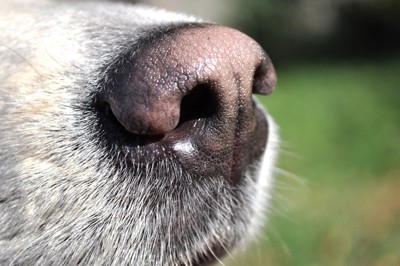 ピンク色の犬の鼻