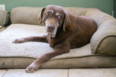 ベッドで休む老犬のラブラドールレトリーバー