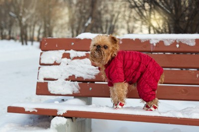 冬用ウェアを着た犬