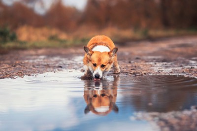 水たまりの水を舐める犬