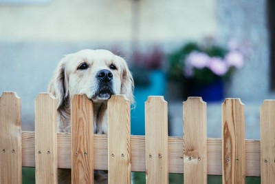 柵の上から顔を見せる犬