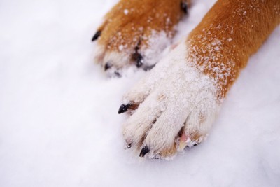 雪の上の犬の足
