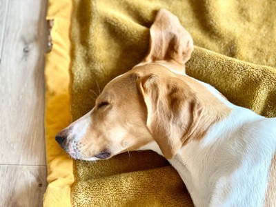 毛布の上で耳を上げて寝る犬