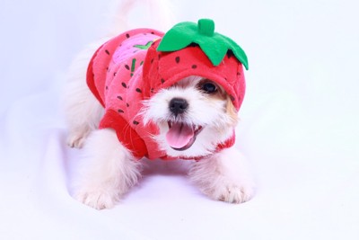 イチゴの服を着る子犬