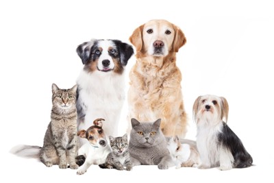 様々な種類の犬と猫たち