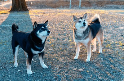 2匹の日本犬