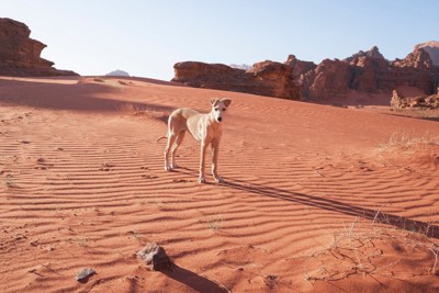 砂漠に立つハウンド犬