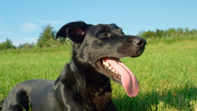 芝生の上で舌を出す黒い犬