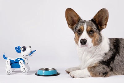小さいロボットの犬とコーギー