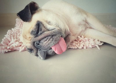 舌を出して眠っているパグ
