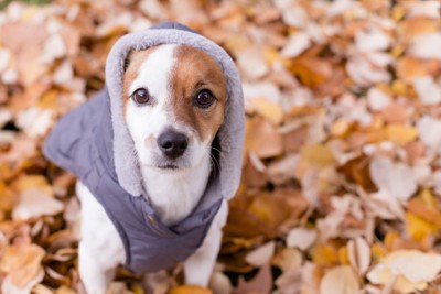 落ち葉の上に座る服を着た犬