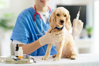 ワクチン接種前の犬
