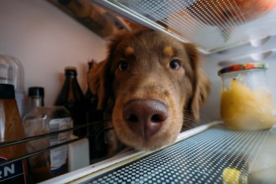 冷蔵庫をのぞく犬
