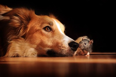 床に伏せた犬とマウス