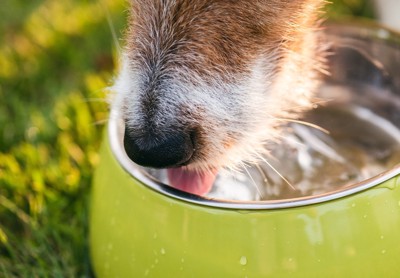 水を飲んでいる犬