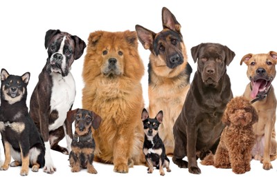 様々な犬種の12頭