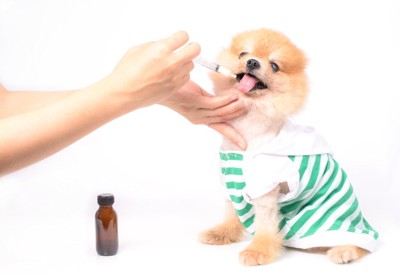 注射器から薬を与えられる犬