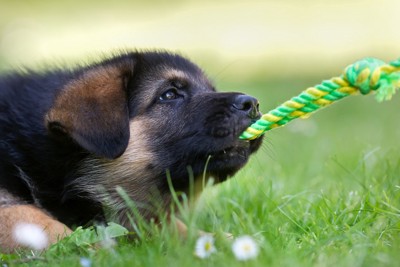 ロープを噛む子犬