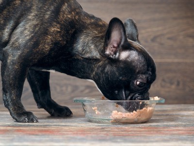 缶詰フードを食べる犬