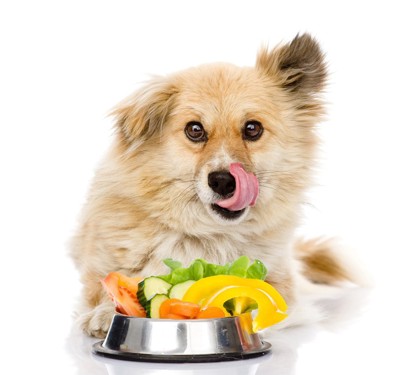 いっぱいの野菜を前に舌なめずりする犬