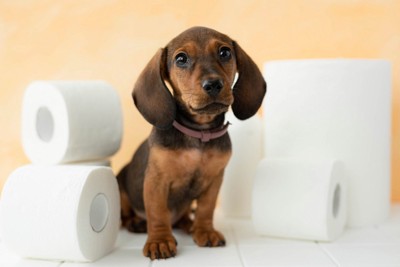 トイレットペーパーに囲まれて座る犬